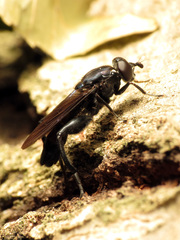 Chalcosyrphus chalybeus