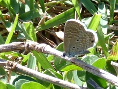 Hemiargus hanno