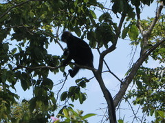 Trachypithecus obscurus