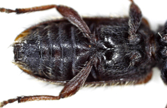 Exocentrus echinulus