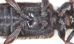 Exocentrus echinulus