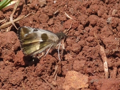 Heliopetes domicella