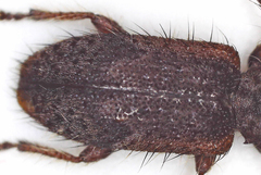 Exocentrus echinulus
