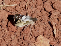 Heliopetes domicella