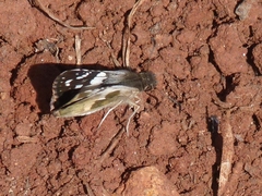 Heliopetes domicella