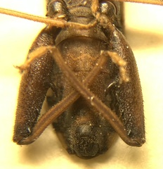 Cloresmus modestus