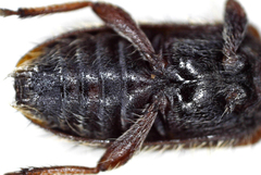 Exocentrus echinulus