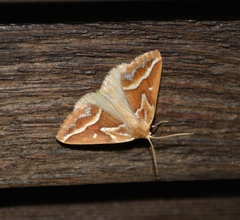 Caripeta angustiorata