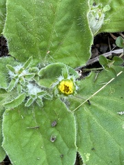 Cymbonotus lawsonianus