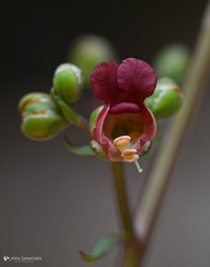Scrophularia lucida