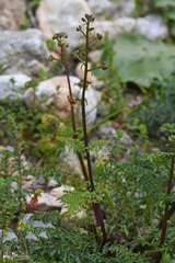 Scrophularia lucida