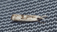 Microcrambus kimballi