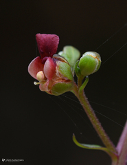 Scrophularia lucida