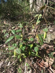 Correa reflexa lobata