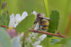 Bombus lapponicus