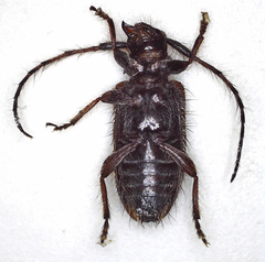 Exocentrus echinulus