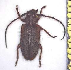 Exocentrus echinulus