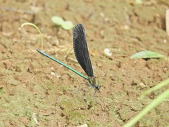 Atrocalopteryx atrata