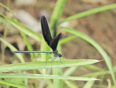 Atrocalopteryx atrata
