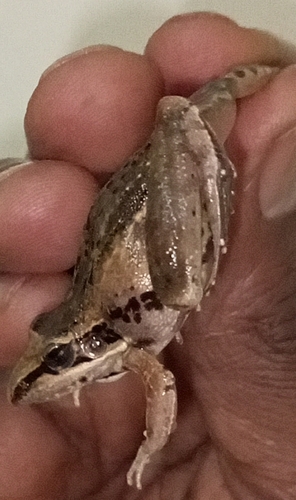Anchieta's Ridged Frog