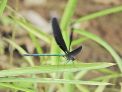 Atrocalopteryx atrata