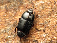 Platysoma aurelianum