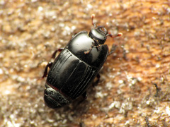 Platysoma aurelianum