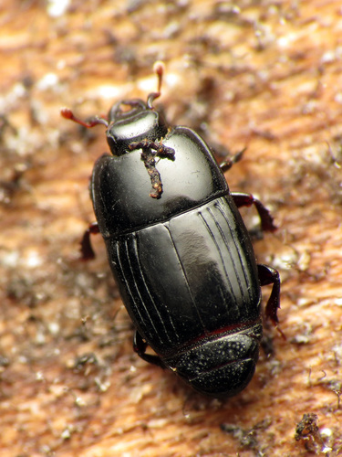 Golden Clown Beetle
