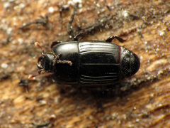 Platysoma aurelianum