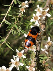 Castiarina bremei