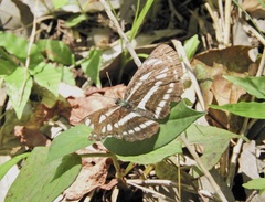 Neptis sappho intermedia