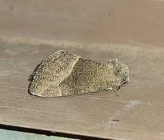 Plagiomimicus spumosum