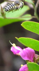 Anthidium maculifrons