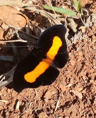 Catonephele acontius