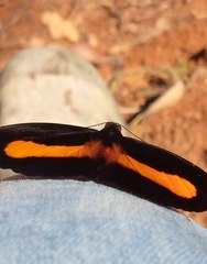 Catonephele acontius