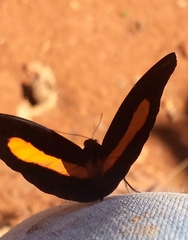 Catonephele acontius