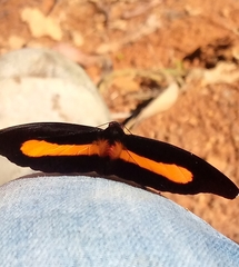 Catonephele acontius