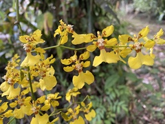 Oncidium sphacelatum