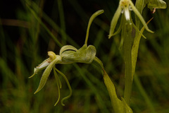 Habenaria petraea