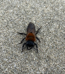 Megachile monticola