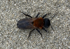 Megachile monticola