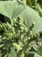 Cyclachaena xanthiifolia