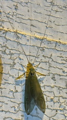 Polymorphanisus elisabethae