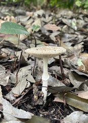 Amanita