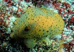 Fissurella mutabilis