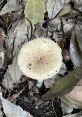 Amanita