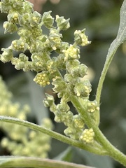 Cyclachaena xanthiifolia