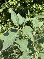 Cyclachaena xanthiifolia