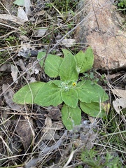 Cymbonotus lawsonianus