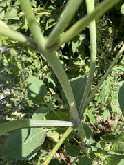 Cyclachaena xanthiifolia